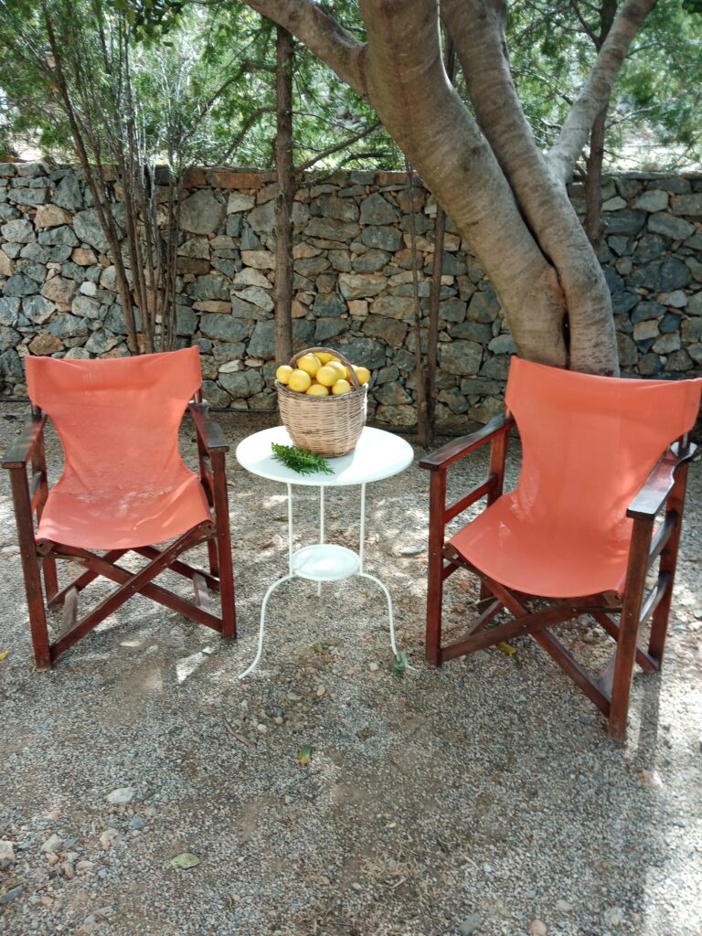 under the carob tree